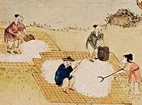 古代棉花大规模种植之路:从引种到繁盛