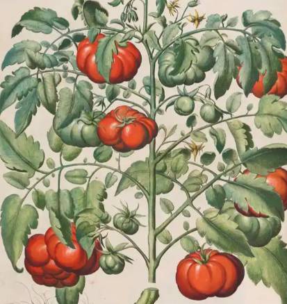 古代中国番茄踪迹考:从传说争议到历史真相